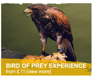 bird of prey experience Welsh Hawking Centre